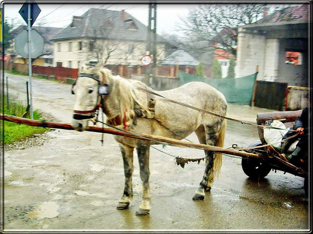 Nous quittons MEDIAS pour rejoindre CRAIOVA, en traversant les Carpates du Sud  travers des paysages traditionnels.